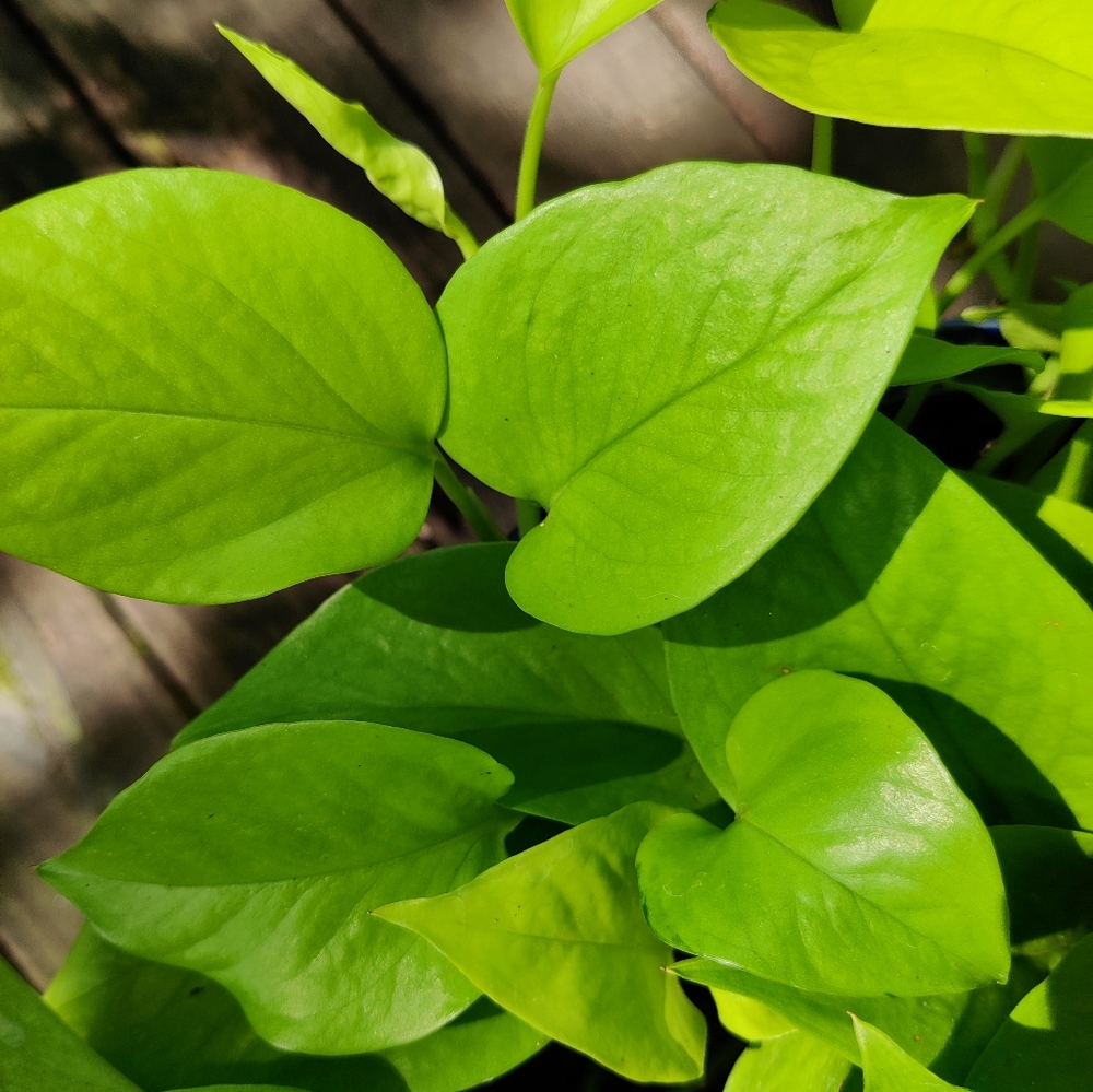 Snow queen and Lemon lime pothos cuttings - Picture 3 of 4
